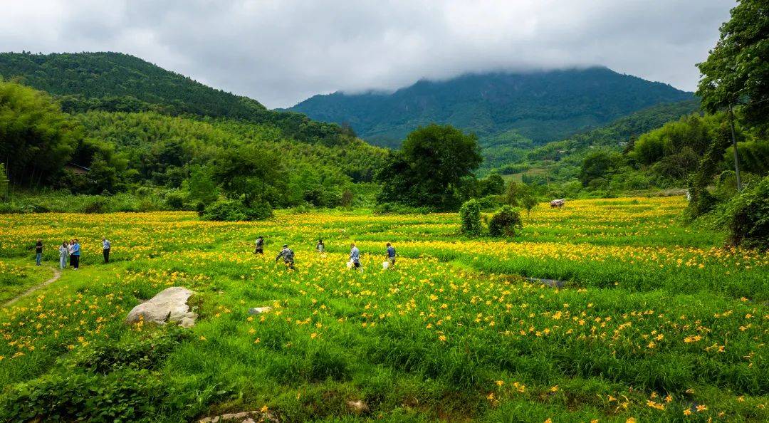 速来！三明新晋网红花海距离市区仅1公里！