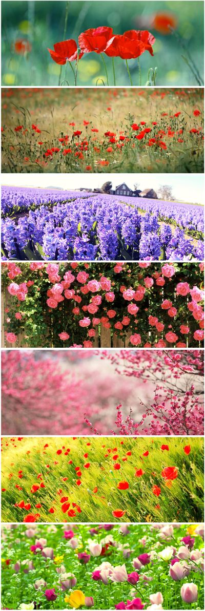 太绝了！宝山这片2万多平方米花海即将到达最佳观赏期！